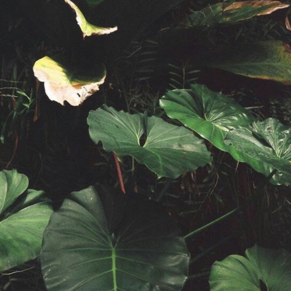 Meet your Posher, Savannah